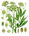 Levisticum officinale - Köhler–s Medizinal-Pflanzen-217