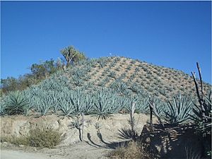 Archivo:Maguey landscape