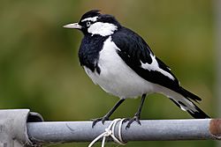 Male magpie lark in suburban garden.jpg