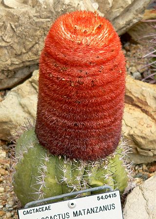 Melocactus matanzanus 1.jpg