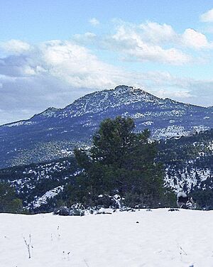 Archivo:Moratalla Buitre 2005