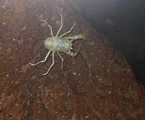 Archivo:Munidopsis polymorpha
