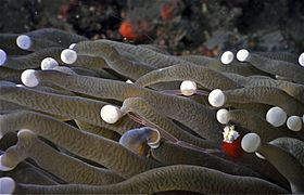 Mushroom Coral Shrimp Cuapetes kororensis on Fungid Coral Heliofungia actiniformis (7976706217)