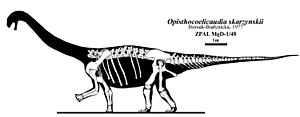Archivo:Opisthocoelicaudia skeleton restoration