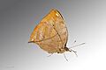 Papillon feuille MHNT