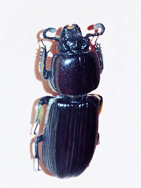 Passalidae - Passalus interruptus