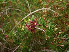 Periploca angustifolia345
