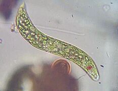 Photosynthetic euglenid