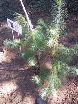 Pinus rzedowskii.jpg