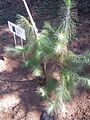 Pinus rzedowskii