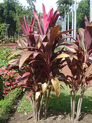 Archivo:Plant dsc07298