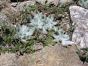 Archivo:Plantago nivalis
