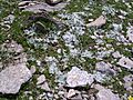 Plantago nivalis 2