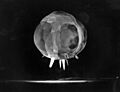 Plumbbob Boltzmann 003