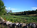 Prados en El Vertillo San Martín de Tábara