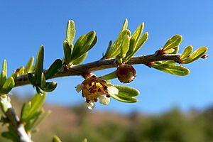 Archivo:Prunus fasciculata close