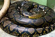 Python reticulatus сетчатый питон-2