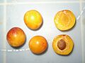 Quelques mirabelles - 20050831