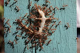 Red weaver ants transporting a dead gecko, in Laos