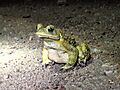 Rhinella arenarum 337942370