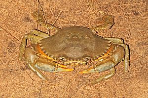 Archivo:Scylla serrata Mud Crab