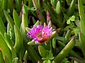 Sea fig (Carpobrotus chilensis) (4361089538)