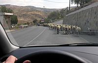 Archivo:Sheeps in Valle de Abdalajís