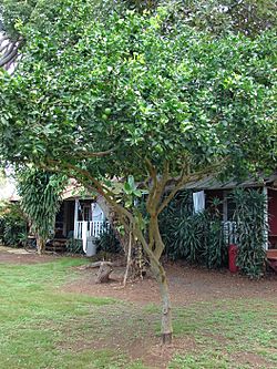 Starr 061105-1378 Citrus aurantiifolia.jpg