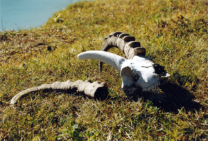 Archivo:Steinbock Schaedel Bild3