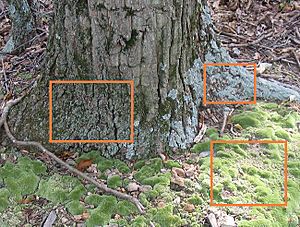 Archivo:Three mosses and a tree