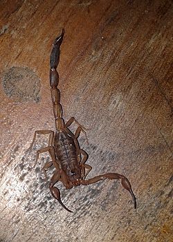 Tityus argentinus 114448005.jpg
