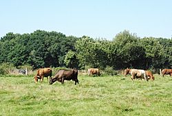Vacas de carguizoi.jpg