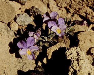 Archivo:Viola cheiranthifolia