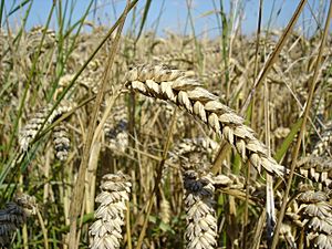 Archivo:Wheat close-up