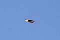 White-Backed Swallow flight