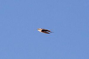 Archivo:White-Backed Swallow flight