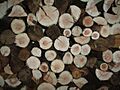 Wood wall