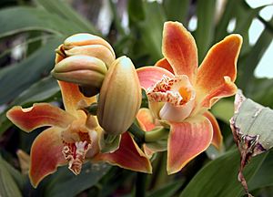 Archivo:A and B Larsen orchids - Chysis aurea DSCN1658