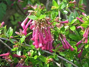 Archivo:Abelia floribunda (18154046245)