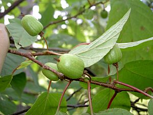 Archivo:Actinidia kolomikta b