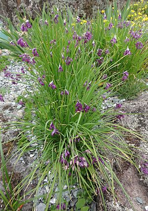 Archivo:Allium cyathophorum farreri 1
