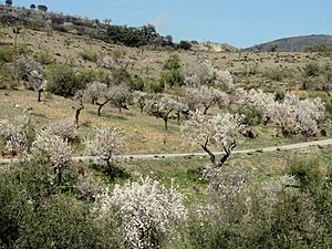 Archivo:Almendros en Tahal