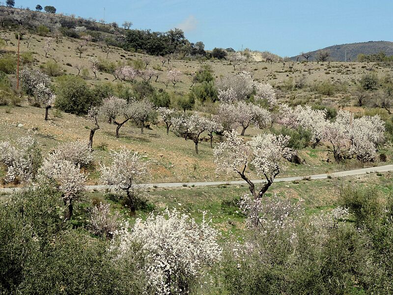 Almendros en Tahal