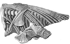 Archivo:Anning 1st ichthyosaur skeleton
