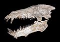 Archaeotherium mortoni 01