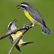 Archivo:Bananaquits