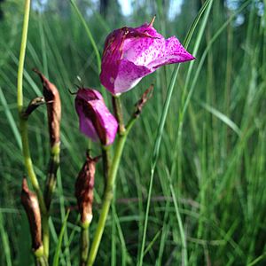Archivo:Bletia campanulata flor