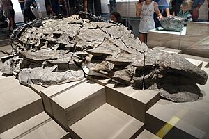 Archivo:Borealopelta Royal Tyrrell 2