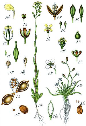 Archivo:Brassicaceae spp Sturm30