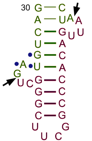 Archivo:Bulge-helix-bulge BHB tRNA intron
